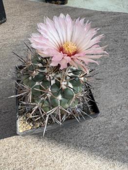 Coryphantha poselgeriana